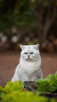 Cold knowledge about cats 1