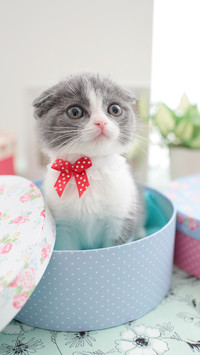 教猫咪适应航空箱