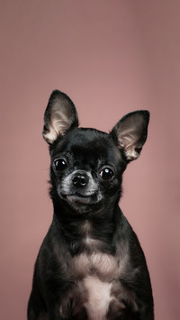 How serious are the dogs identification photos