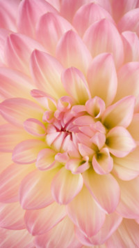 Floral (11)