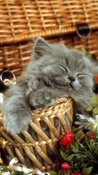 How to make cute pets wash fragrance