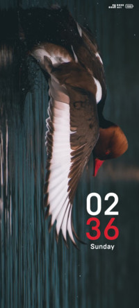 Wild Duck