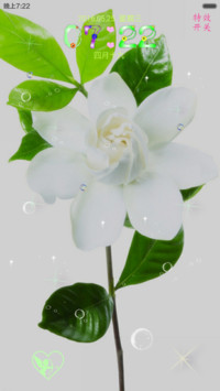 茉莉花