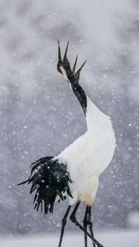 Red-crowned Cranes Dancing in The Snow