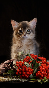 Why do some people dislike Meow Star people