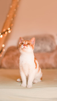 Smiling little adorable cat is sitting on a bed
