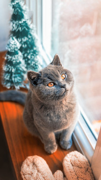 盘点猫咪抑郁的原因 
