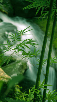 翠竹摇曳出春天的气息
