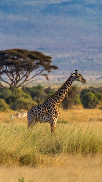 African giraffe