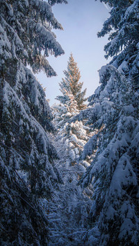 The fir forest is covered with fresh snow