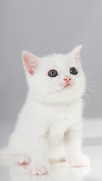 超可爱猫咪壁纸-锐景创意