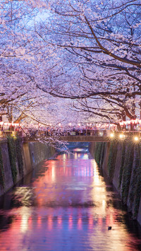 Cherry blossoms in splendor