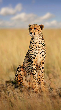 The fastest running animal on land 27