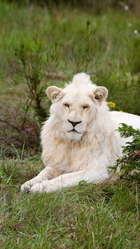 Rare animals in the world 71