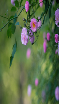 Beautiful camellias