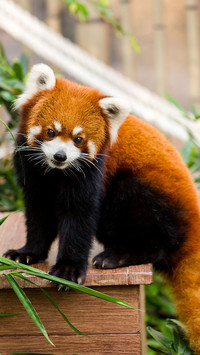 Cute animals-0