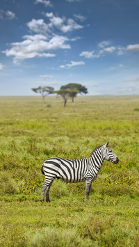 A set of interesting knowledge about zebras 58