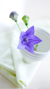 花语之桔梗花