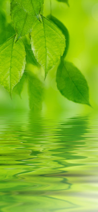 护眼绿色植物壁纸-锐景创意