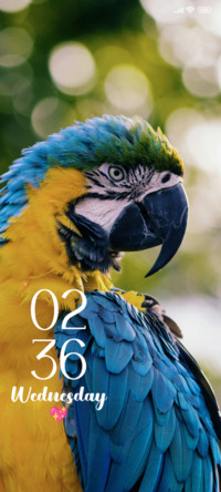 Parrot