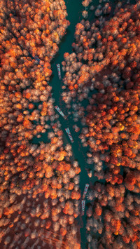 Autumn tiger protection guide