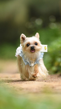 Benefits of keeping pets for children 4