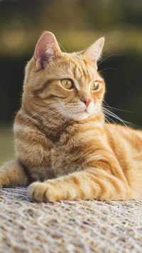 “经济实用型”的猫咪