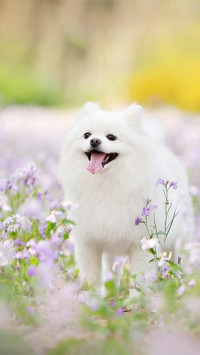Why dogs hide snack toys