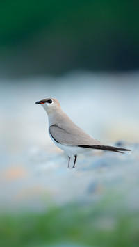 Bird by Rivu Gayen
