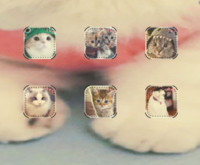 超萌兔耳猫咪