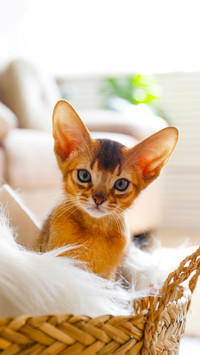 Small cute abyssinian kitten sitting in the basket