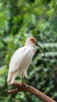 Oriental jewel crested ibis