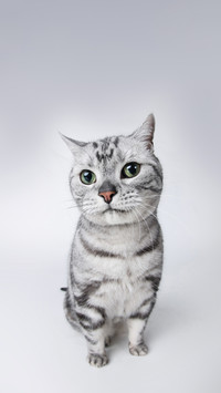 Cats ears can speak