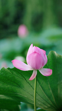 Plants also have gender differences