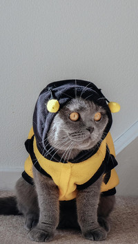 猫咪的地位取决于什么