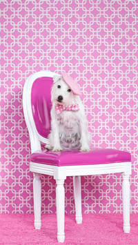 Jack russel canis lupus familiaris on chair