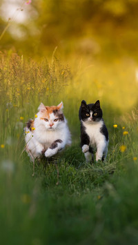 Two beautiful cats are running on a sunny blooming lawn