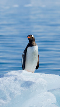 Model couple in the animal world 2