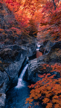 Come on a maple chasing tour