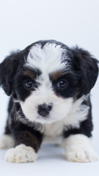 Cute Pups (14)