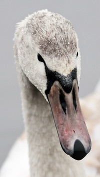 swan (2)