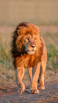 The growth path of the lion 61