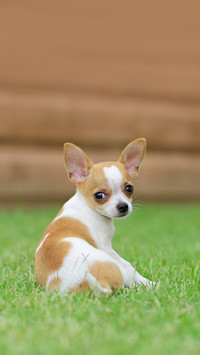 The little dog on the lawn