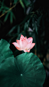 夏季养花的诀窍