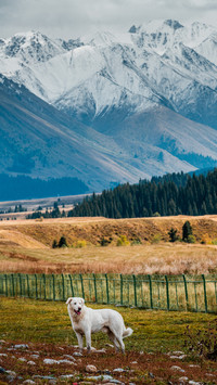 A White Dog is Standing on The Farm Grass