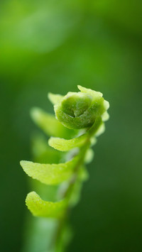 Plants that can lay eggs