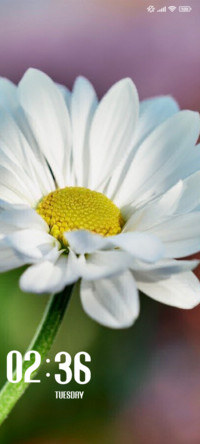 Daisy