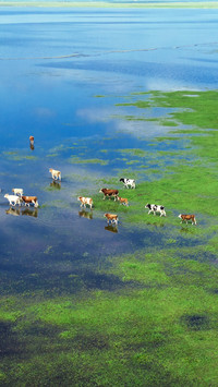 Herds of cattle on the Inner Mongolia prairie