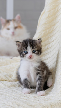 A Cute Fluffy Cat Sitting On A White Blanket