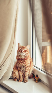 Cute ginger cat relaxing on the windowsill closeup